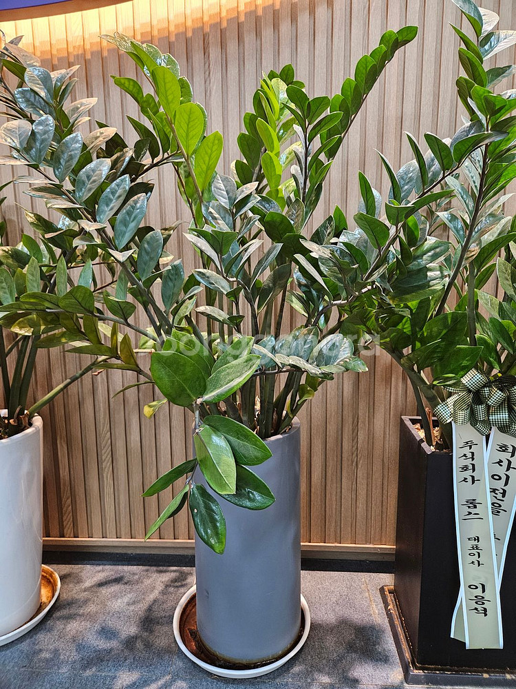 식물 판매합니다. (개당 10,000원)--5