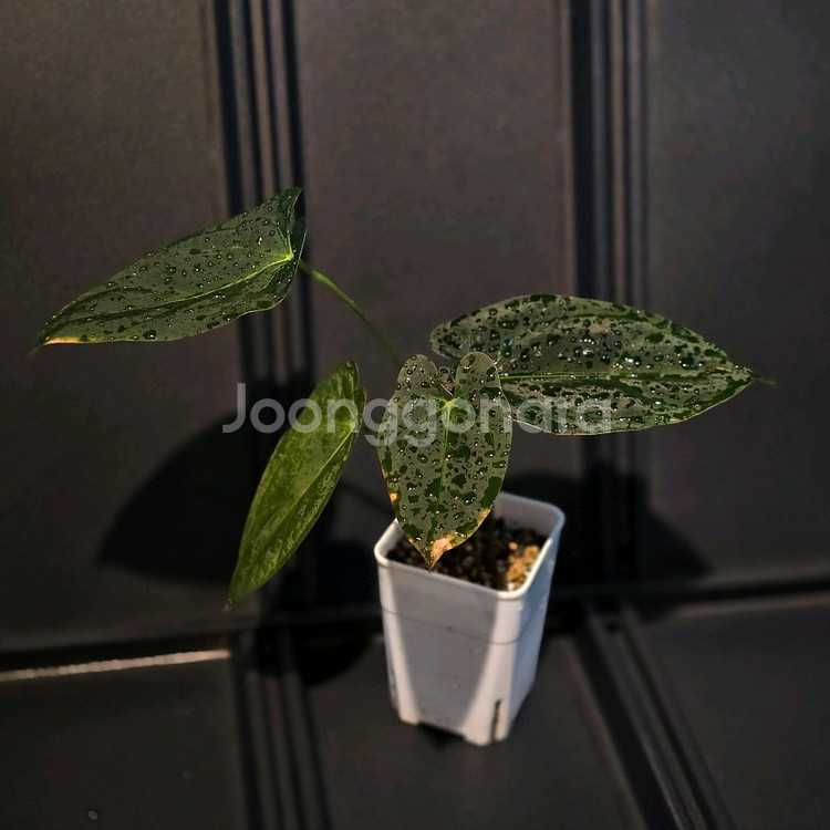 안스리움 블루 파필1--0