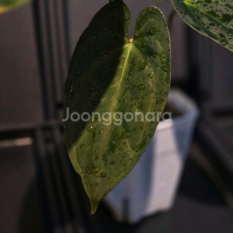 안스리움 블루 파필1--1