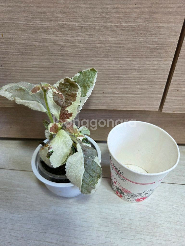 에피스시아6종 일괄_스노우화이트.피카소.그린피스등--8