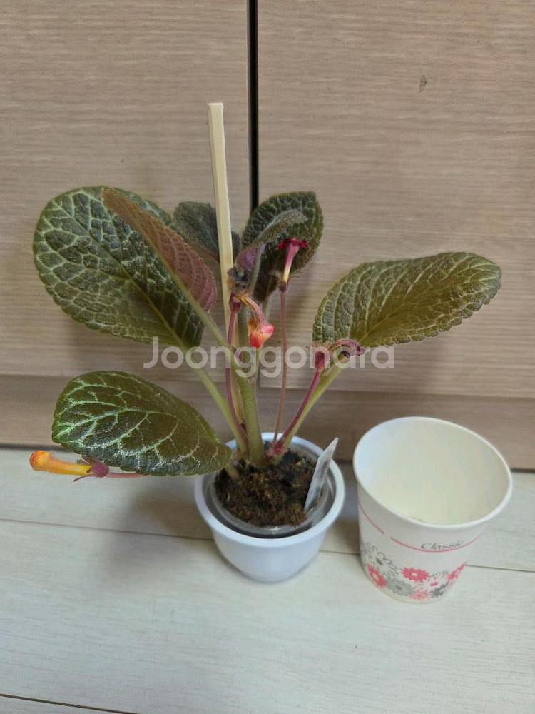 에피스시아 6종 일괄_ 블루헤븐.스페셜티.캐서린.에머랄--1