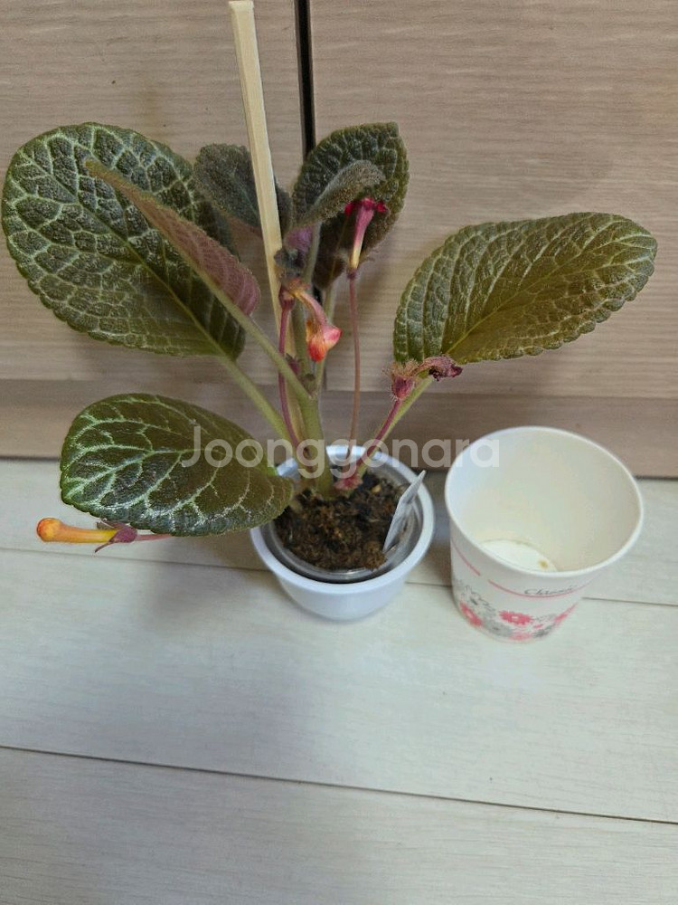에피스시아 6종 일괄_ 블루헤븐.스페셜티.캐서린.에머랄--2