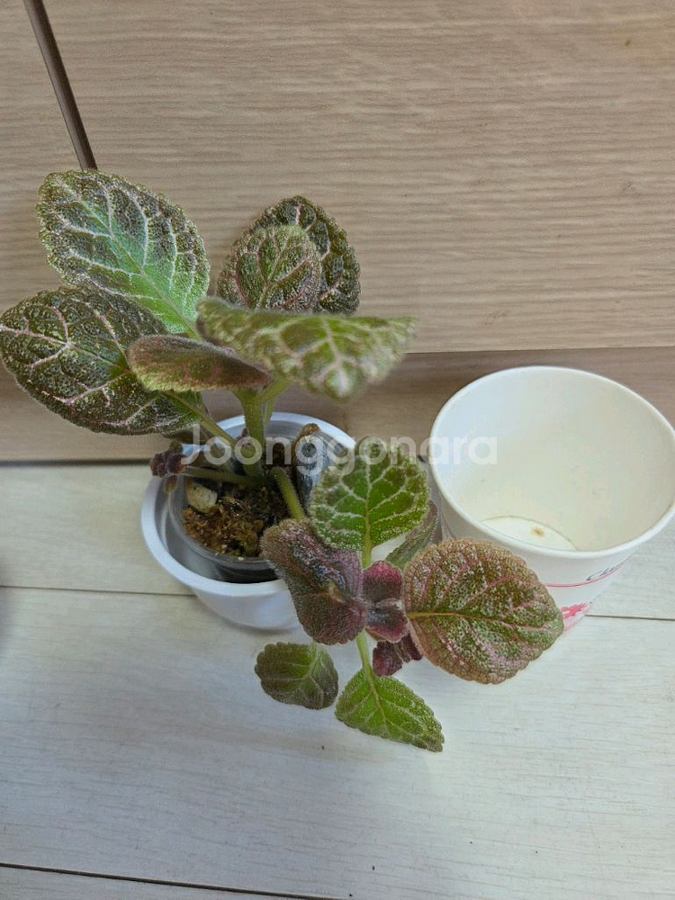 에피스시아 6종 일괄_ 블루헤븐.스페셜티.캐서린.에머랄--7