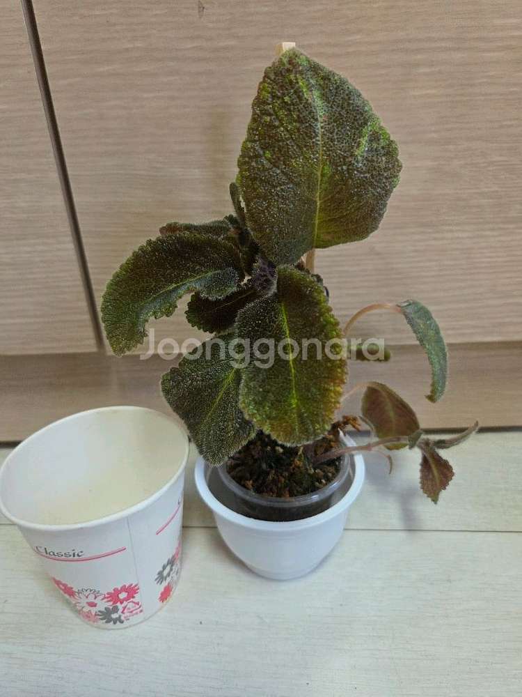에피스시아 6종 일괄_ 블루헤븐.스페셜티.캐서린.에머랄--3