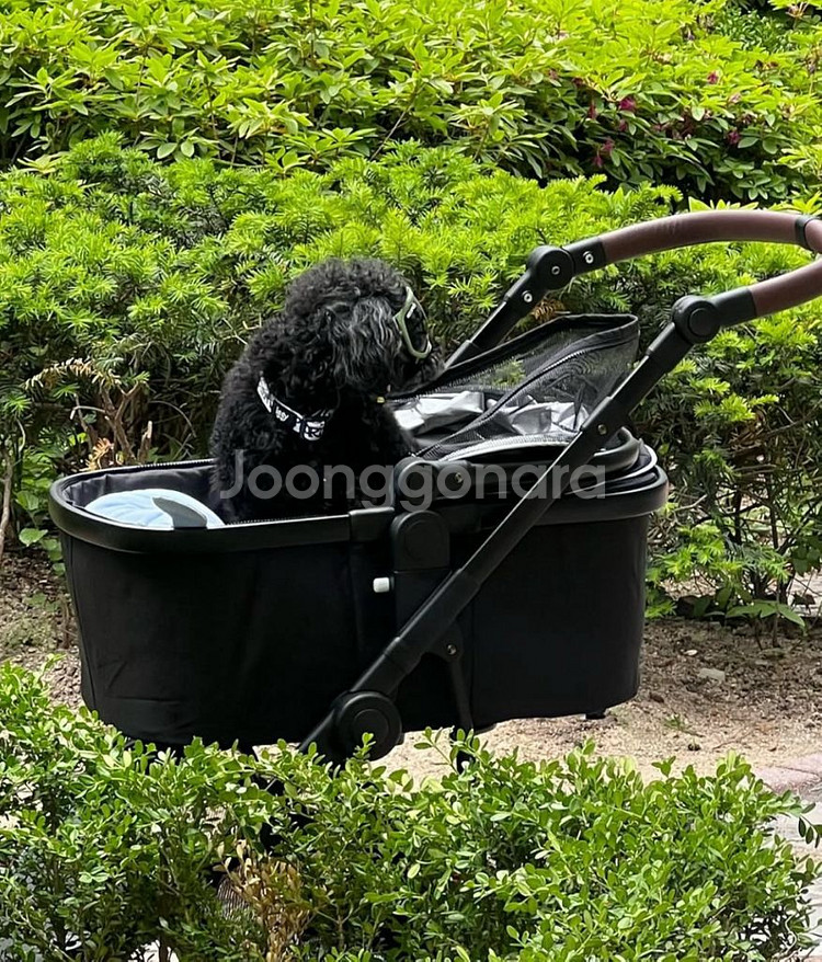 피콜로카테 탄토2 블랙--0