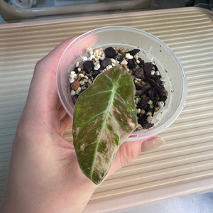 알로카시아 블랙벨벳 바리에가타