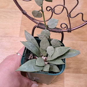 호야 다이아몬드스파클링