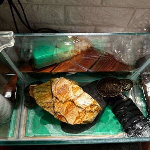 분양)페닌슐라쿠터 거북이 2마리와 용품들 이미지