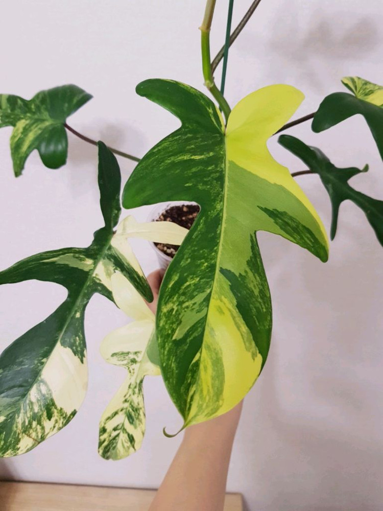 필로덴드론 플로리다뷰티 바리에가타 이미지