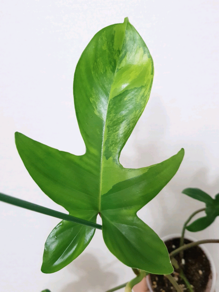 필로덴드론 플로리다뷰티 바리에가타 이미지