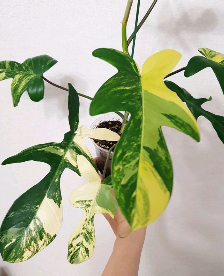 필로덴드론 플로리다뷰티 바리에가타 이미지