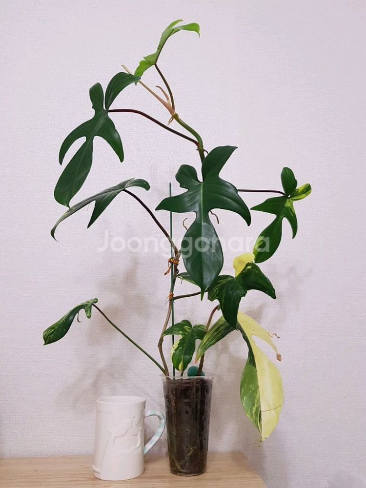 필로덴드론 플로리다뷰티 바리에가타--0