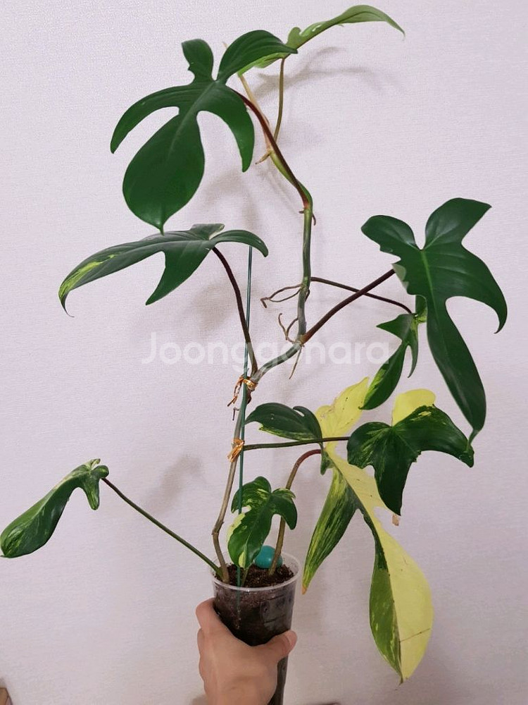 필로덴드론 플로리다뷰티 바리에가타--2