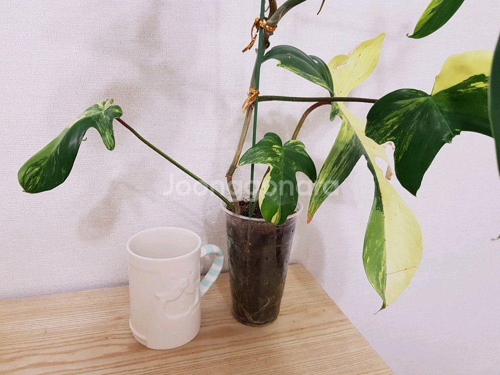 필로덴드론 플로리다뷰티 바리에가타--1