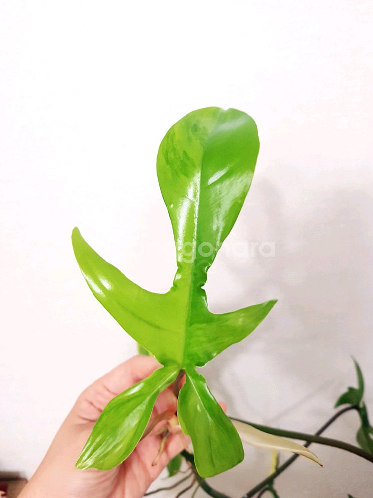 필로덴드론 플로리다뷰티 바리에가타--3