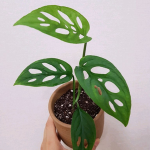 몬그테라 아단소니 라니아타