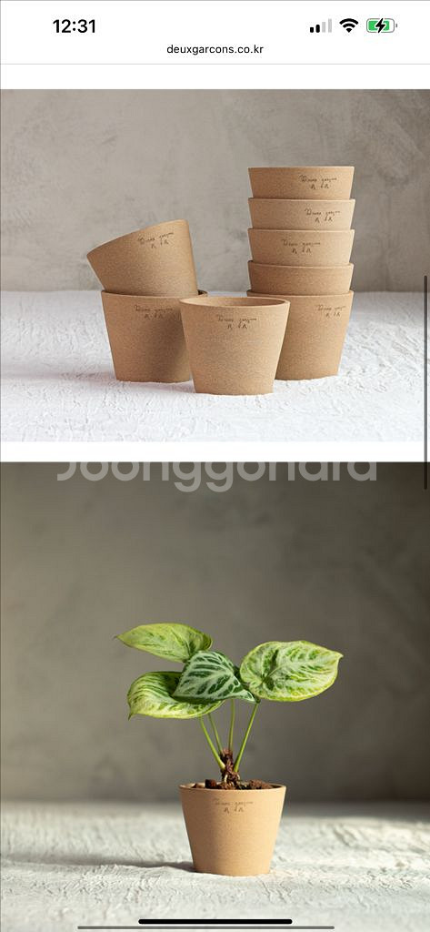 (두갸르송 화분 토분) 고화도 비올레 13 새상품--3