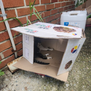 아기고양이 분양