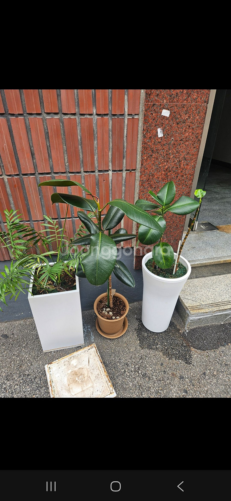 화분. 공기정화식물. 고무나무. 야자나무--0