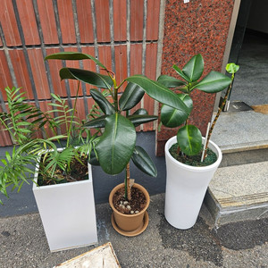 화분. 공기정화식물. 고무나무. 야자나무