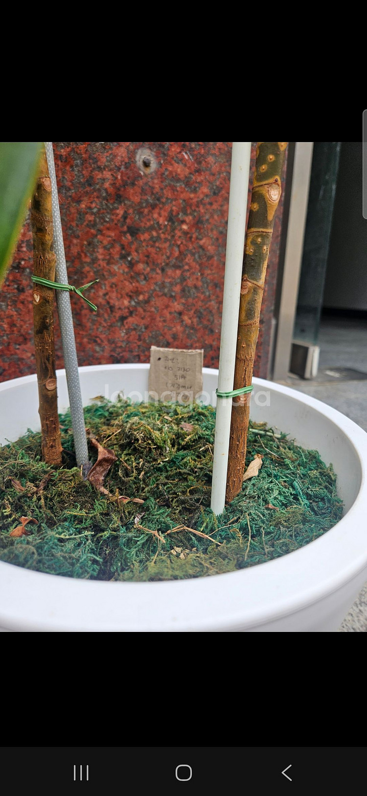 화분. 공기정화식물. 고무나무. 야자나무--1