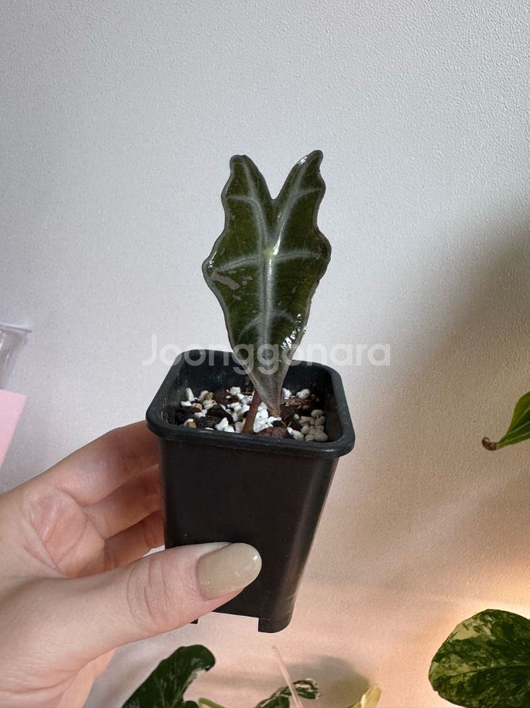 알로카시아 노빌리스 바리에가타--0