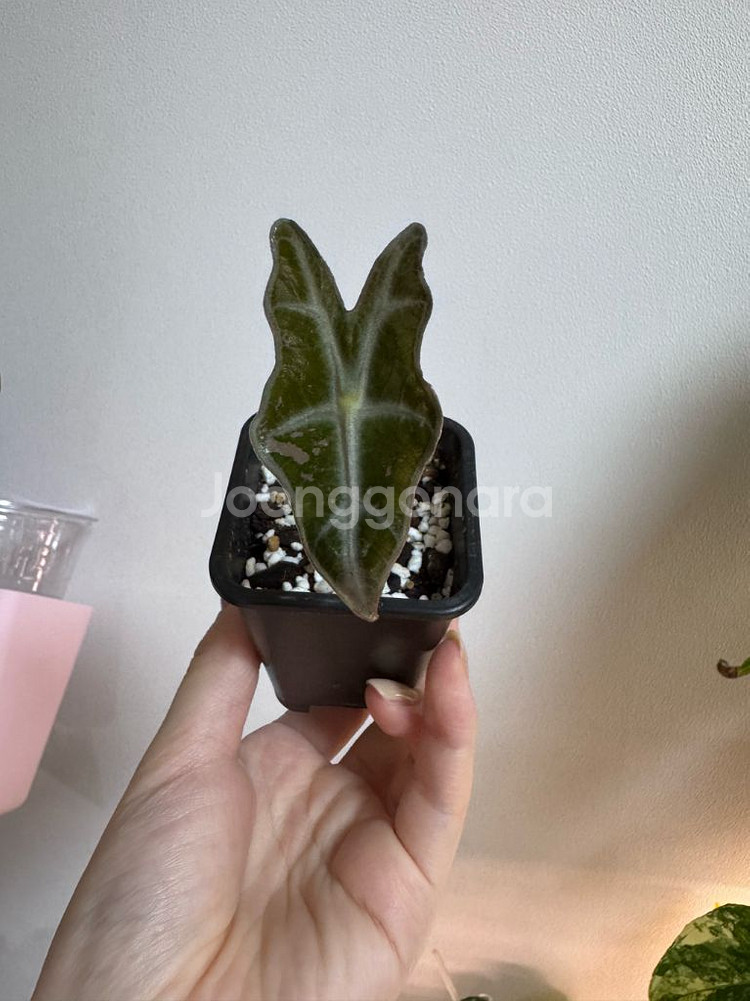 알로카시아 노빌리스 바리에가타--1
