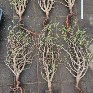 세나 메리디오날리스 Senna meridionalis