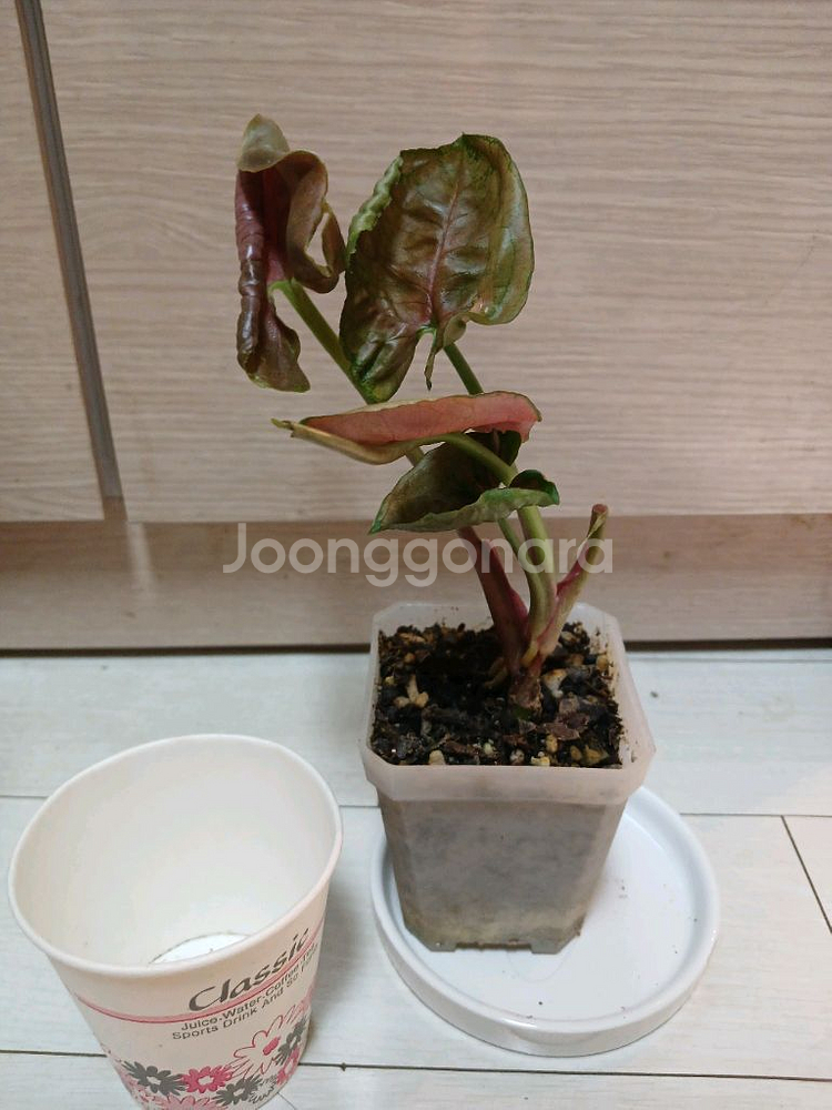 레드스팟트리칼라.핑크쥬얼리.아마그리스--3