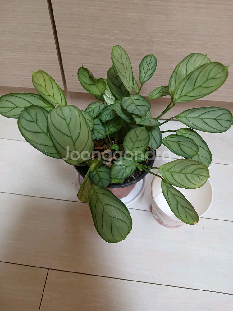 레드스팟트리칼라.핑크쥬얼리.아마그리스--6