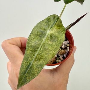 알로카시아 스플래쉬 트리컬러