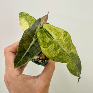 알로카시아 스플래쉬 트리컬러