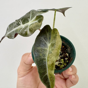 알로카시아 스플래쉬 트리컬러