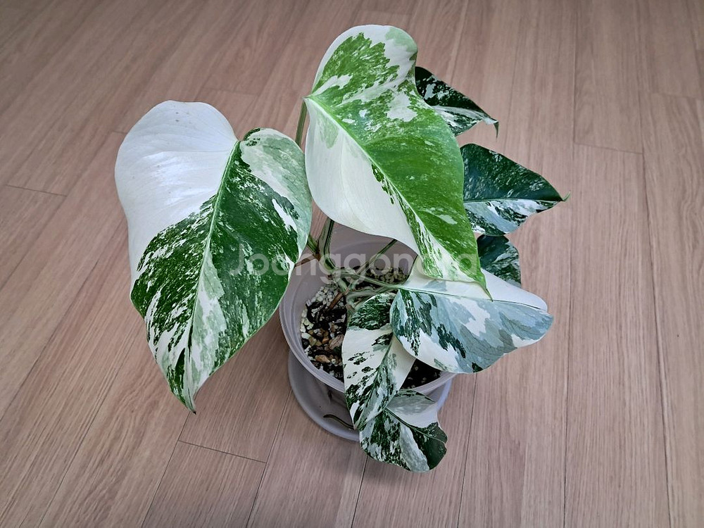 몬스테라 보르시지아나 알보 바리에가타--0
