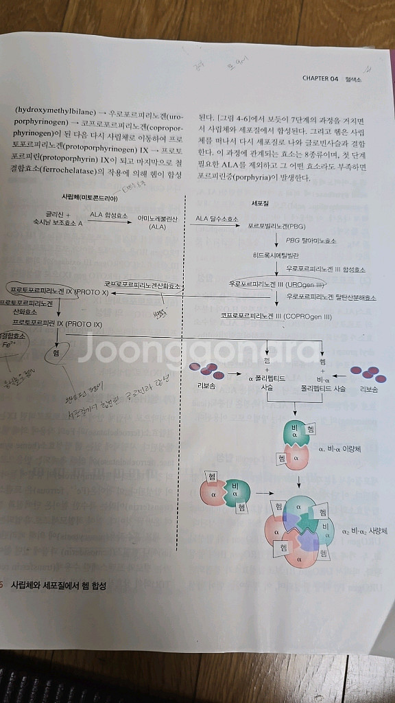 임상병리 혈액학 제2판--2