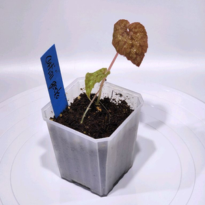 베고니아 커티시 게코