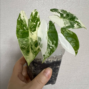 무늬프라이덱