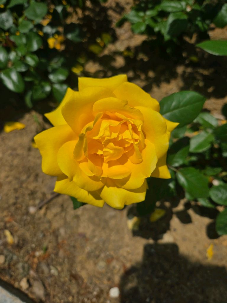 profile-image