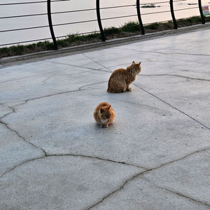 갤럭시 폴드7 사봅니다. (전남)