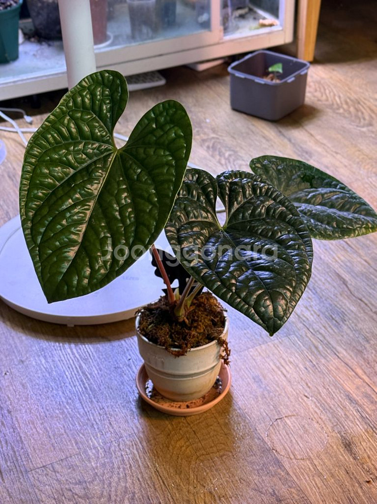 안스리움 럭셔리안스 대품 (에콰)--1