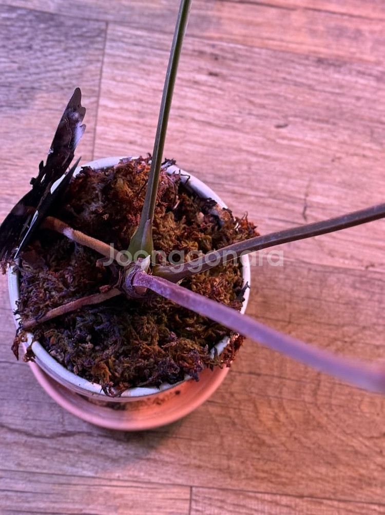 안스리움 럭셔리안스 대품 (에콰)--2