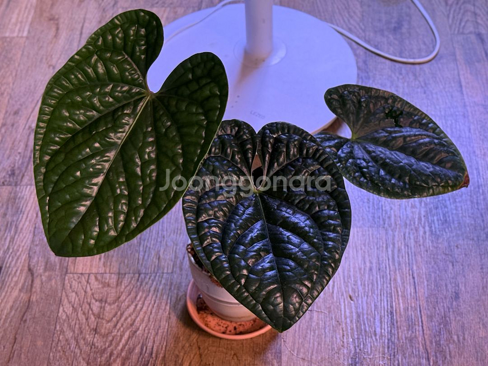 안스리움 럭셔리안스 대품 (에콰)--0