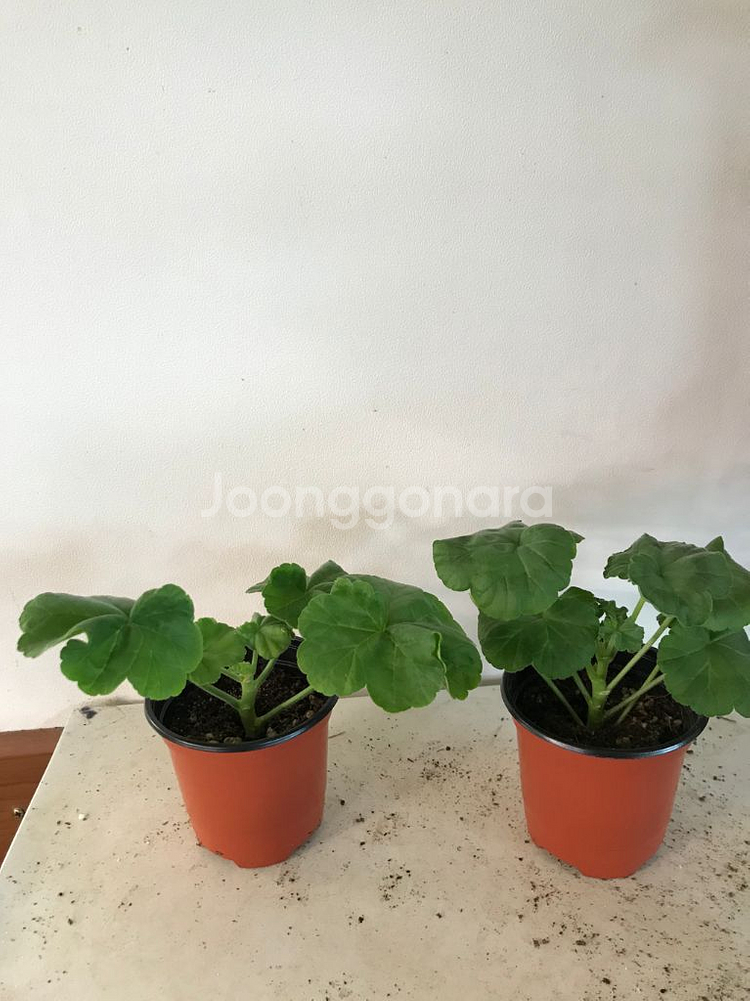 파니발랩스카 메이로코코 러시아 제라늄--1