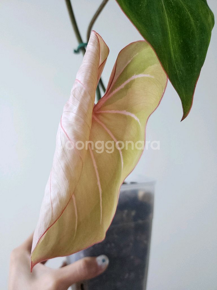 필로덴드론 글로리오섬 바리--0