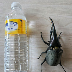 반다이 생물대도감 헤라클레스 리키 (택포)