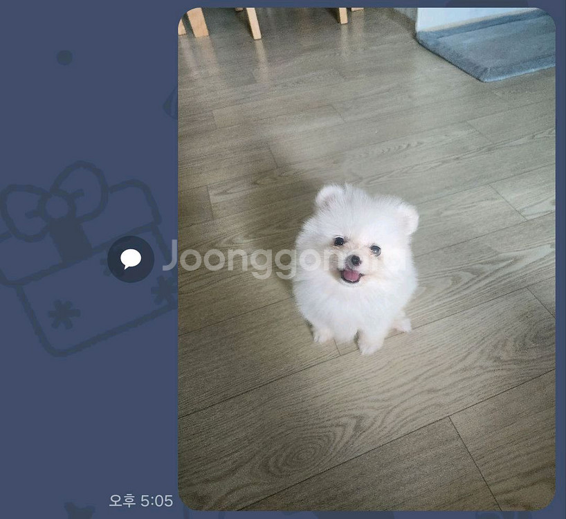 포메라니안--0