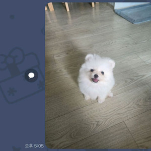 포메라니안