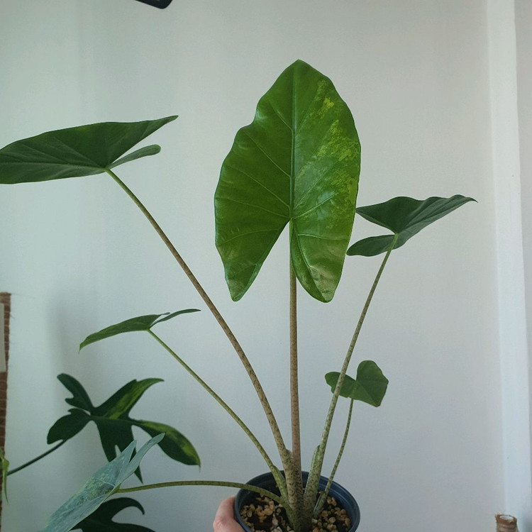 알로카시아 스카브리어스큘라 바리에가타 옐로우 택포40--1