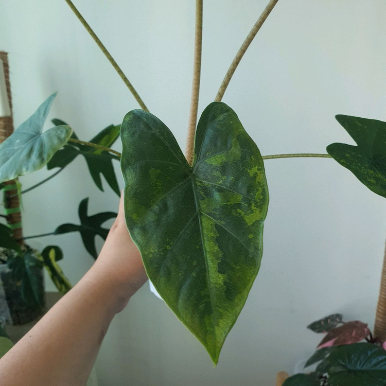 알로카시아 스카브리어스큘라 바리에가타 옐로우 택포40--2