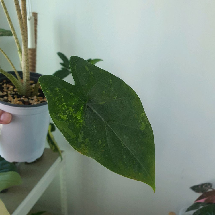 알로카시아 스카브리어스큘라 바리에가타 옐로우 택포40--3